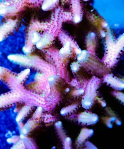 Flamingo Forest | Pink Australian Wild Birdsnest XL Frag (A23)