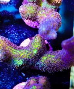 Birds Of Paradise Birdsnest Frag | Fast Growing & Easy To Keep SPS Species (A24)