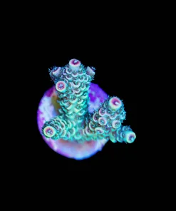Small Sunrise Millepora Frag (A2:B)