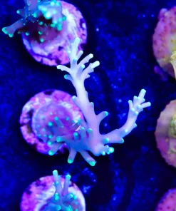 Purple Dragon | Acropora Carduus | Uncommon Species | Fast Growing (A3)