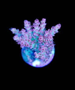 Watermelon Acropora Frag (A3:B)