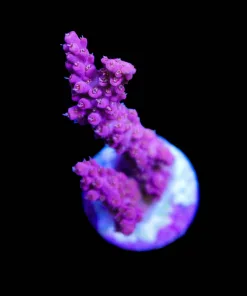Pink Orchid Acropora Frag (A4:B)