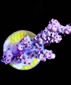 Red Robin Hood Acropora Frag (A5)