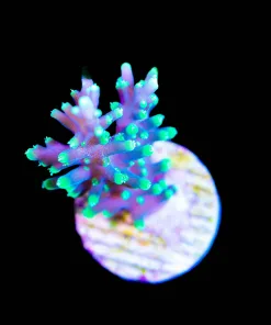Pacman Acropora Frag (A5:B)