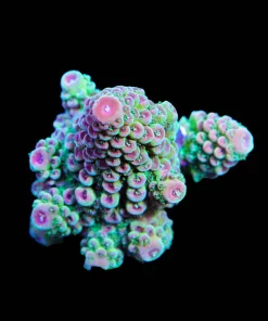 Two Tone Acropora Humilis Large Frag (A6:B)