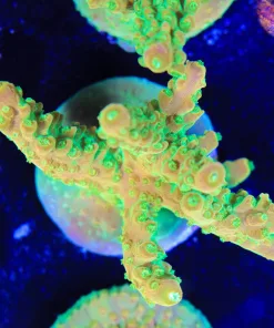 Reef Raft Rainbow Loom Acropora Large Frag (A6:C)