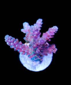 Sour Pour Acropora (A7:B)
