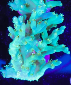 Acropora Bifurcata | Tabling Acropora | Rare Species (A7:C)