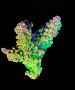 Golden Hour Acropora Frag (A8:B)