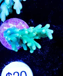 Tabling Acropora (A9:B)
