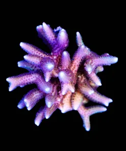 Wysiwyg XL Wild Australian Pink Birdsnest Frag | Mini Colony (C1)