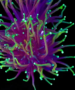 Wysiwyg Draon Soul Torch Coral (C1)