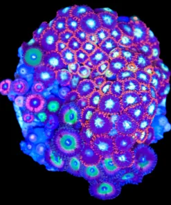 Wysiwyg Combo Zoanthid Colony (C100)