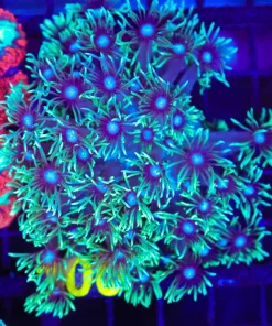 Wysiwyg Flowerpot Coral | Small Colony (C100)