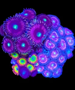Wysiwyg Combo Zoanthid Mini Colony (C101)