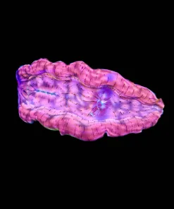 Wysiwyg Leopard Derasa Clam (C102)
