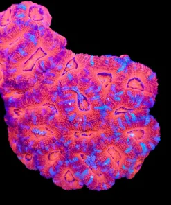 Wysiwyg Acan Colony (C102)