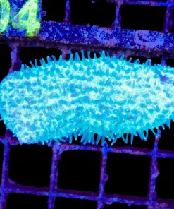 Wysiwyg Tongue Coral (C103)