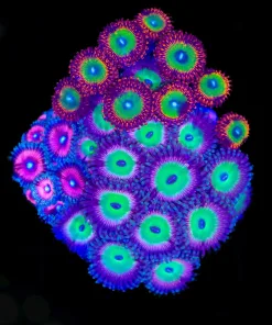 Wysiwyg Combo Zoanthid Mini Colony (C106)