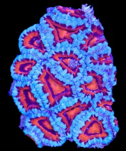 Wysiwyg Acan Colony (C107)