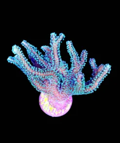Wysiwyg XL Green Goddess Birdsnest Frag | Mini Colony Size (C108)