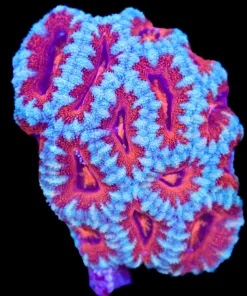 Wysiwyg Acan Colony (C108)