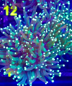 Wysiwyg Firefly Torch Coral Large (C11)