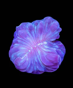 Wysiwyg Blue Fox Coral (C110)