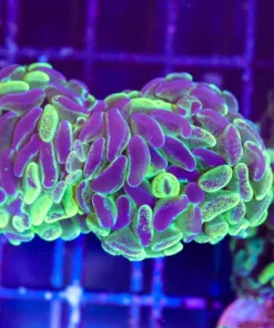 Wysiwyg Mutant Hammer Coral (C110)