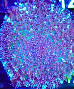 Wysiwyg XXL Blue Purple Fire Mushroom (C111)