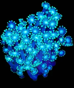Wysiwyg Branching Alveopora Coral |Rare (C113)