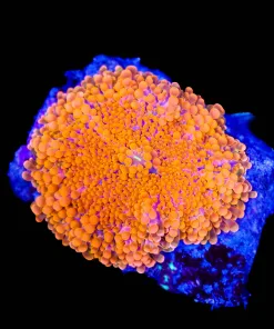 Wysiwyg Super Bright Oragina Ricordea Yuma (C116)