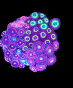 Wysiwyg Combo Zoanthid Mini Colony (C118)