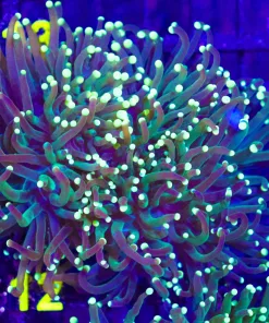 Wysiwyg Firefly Torch Coral Large (C12)