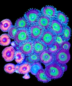 Wysiwyg Combo Zoanthid Mini Colony (C120)