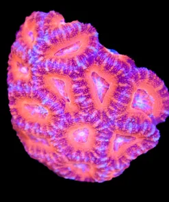 Wysiwyg Acan Colony (C120)