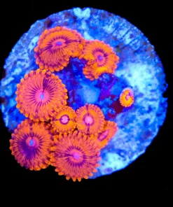 Wysiwyg Flamethrower Zoanthid Mini Colony | On 1" Frag Disc (C123)