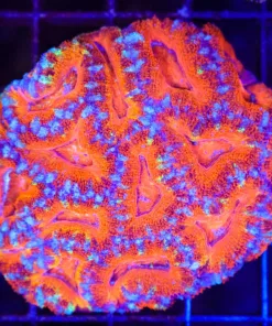 Wysiwyg Acan Colony (C123)