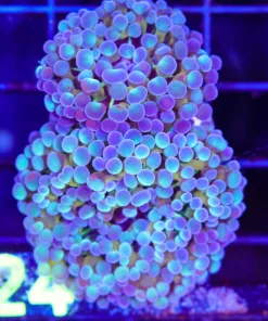 Wysiwyg Watercolor Hammer Coral (C124)