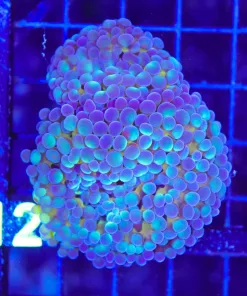 Wysiwyg Two Tone Hammer Coral | 2 Heads (C124)
