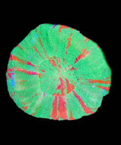 Wysiwyg Scolymia Bleeding Apple Large (C125)