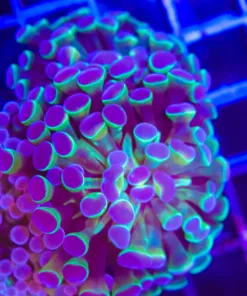 Wysiwyg Hologram Hammer Coral (C128)