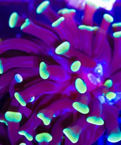Wysiwyg Gold Dipped Hammer Coral (C129)