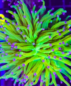 Wysiwyg Holy Grail Torch Coral (C13) *Free Shipping ! No Minimum Livestock Spend*
