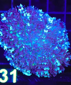 Wysiwyg L Blue Purple Fire Mushroom (C131)