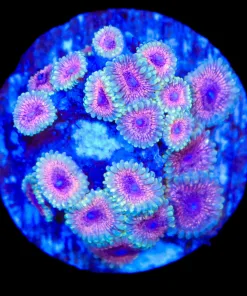 Wysiwyg One Of A Kind Mini Zoanthid Colony (C132)