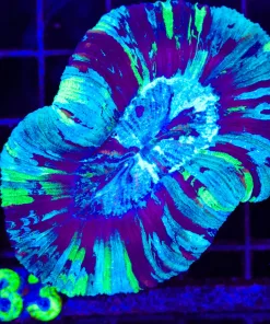 Wysiwyg OPen Brain Coral (C133)