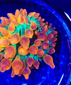 Wysiwyg Small Ultra Bubble Tip Anemone (C133)