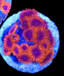 Wysiwyg Valanteines Day Massacre Zoanthid Mini Colony (C134)