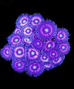 Wysiwyg Combo Pink / Purple ZOanthid Mini Colony (C134)